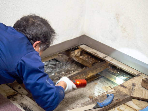 Best Attic Mold Removal  in Suamico, WI