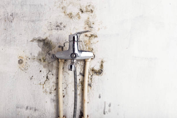 Best Certified Mold Removal  in Suamico, WI