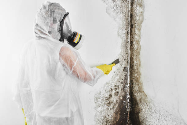 Best Black Mold Removal  in Suamico, WI