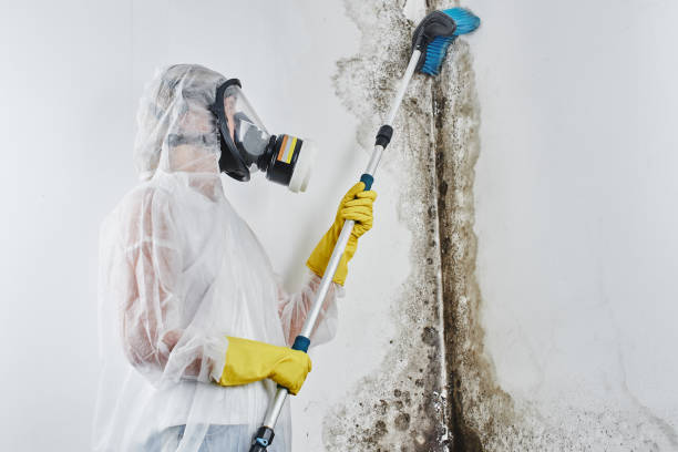 Best Home Mold Removal  in Suamico, WI