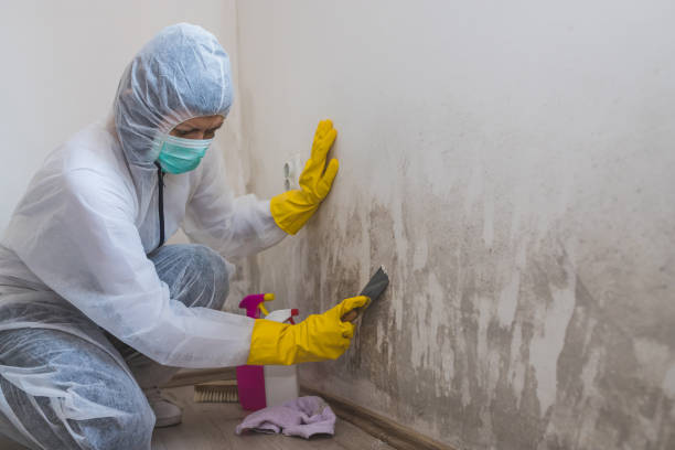 Best Mold Removal Company Near Me  in Suamico, WI