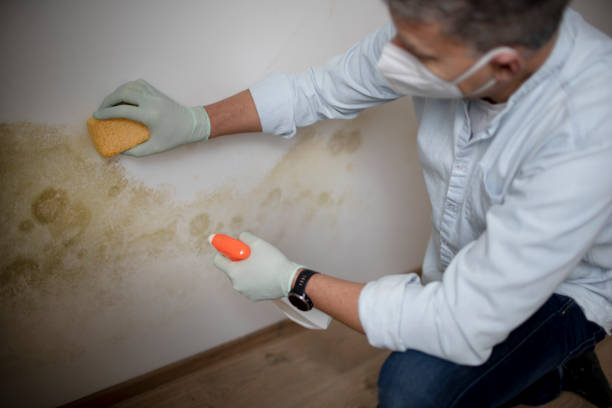 Trusted Suamico, WI Mold Removal Experts