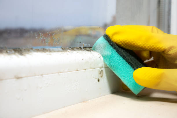 Home Mold Removal