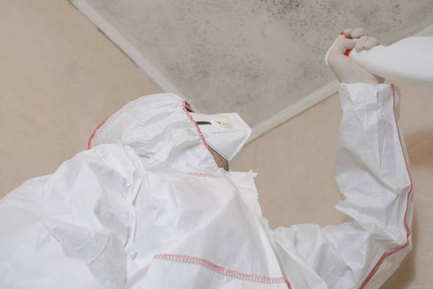 Best Fast Mold Removal  in Suamico, WI