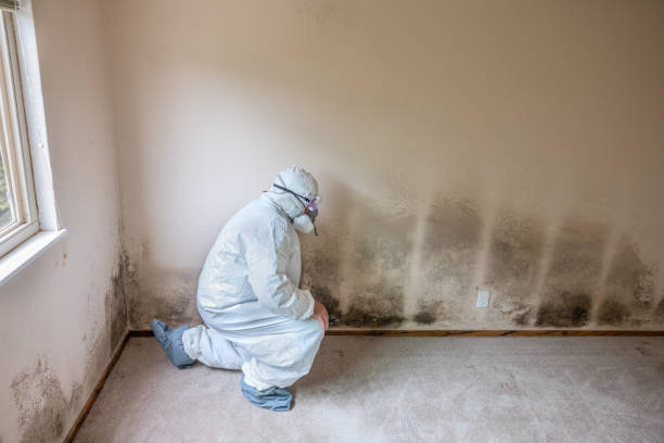 Best Emergency Mold Removal  in Suamico, WI